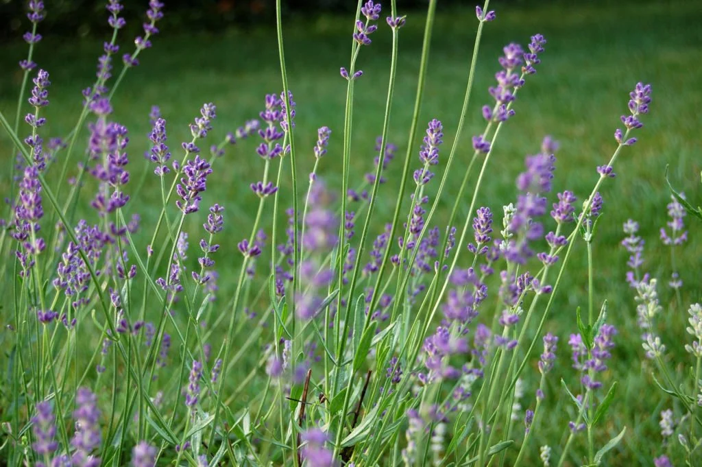 Lavender flowers blooming in a garden with green grass in the background.