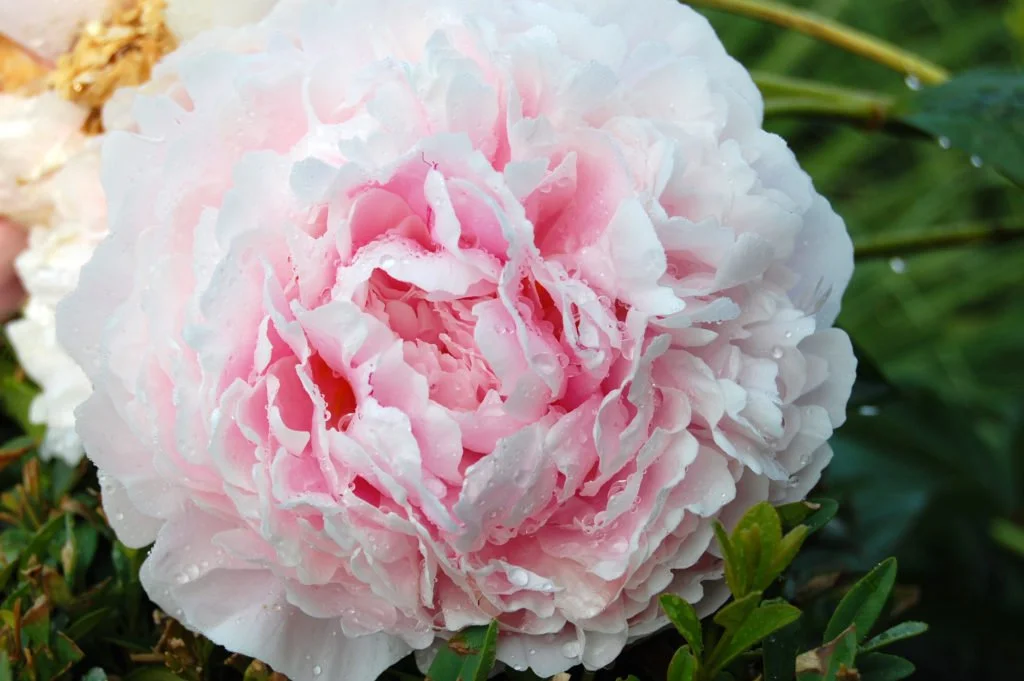 Close-up of a large, pink and white peony flower with water droplets on its petals, surrounded by green leaves.