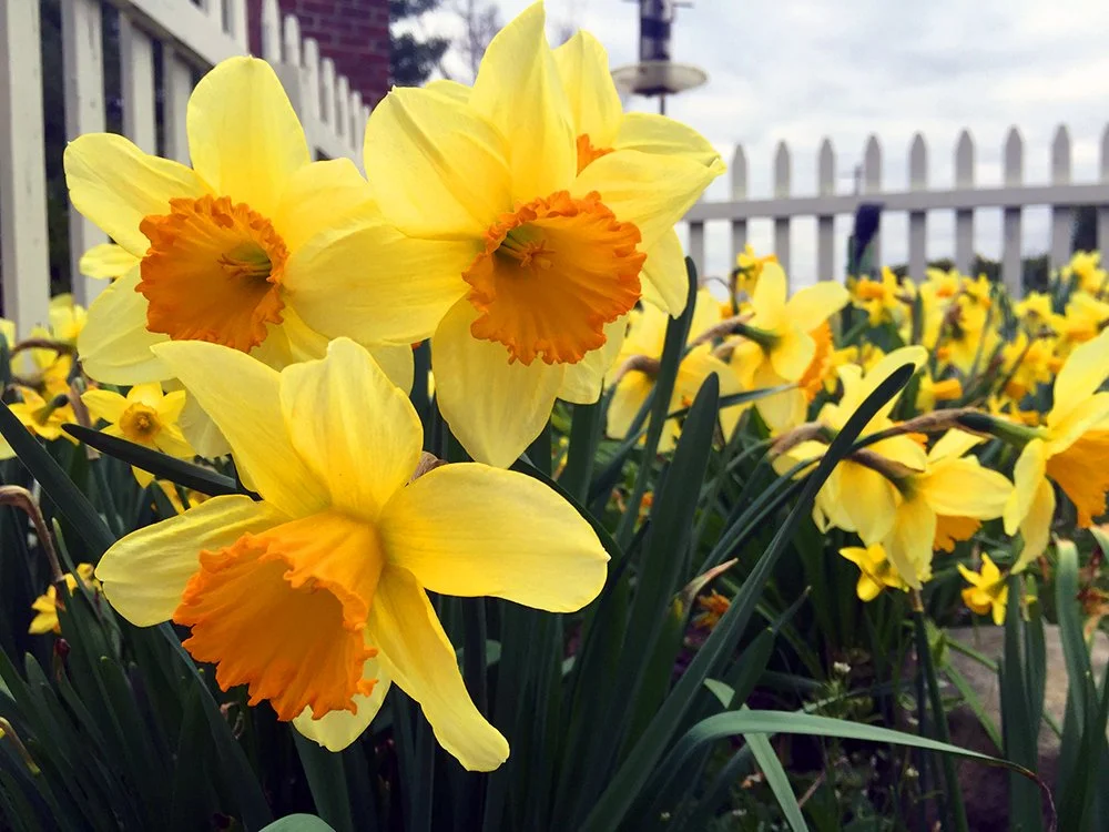 Close-up of yellow daffodils with orange centers blooming in a garden next to a white picket fence.