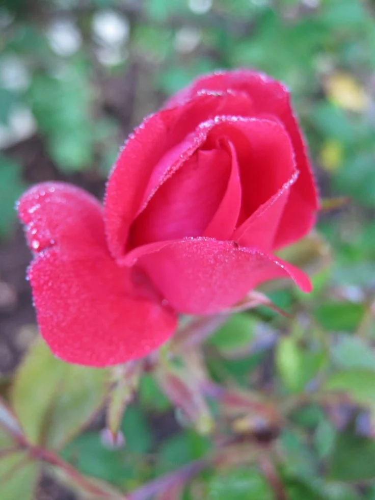 Close-up of a pink rosebud with dew droplets, surrounded by green leaves.