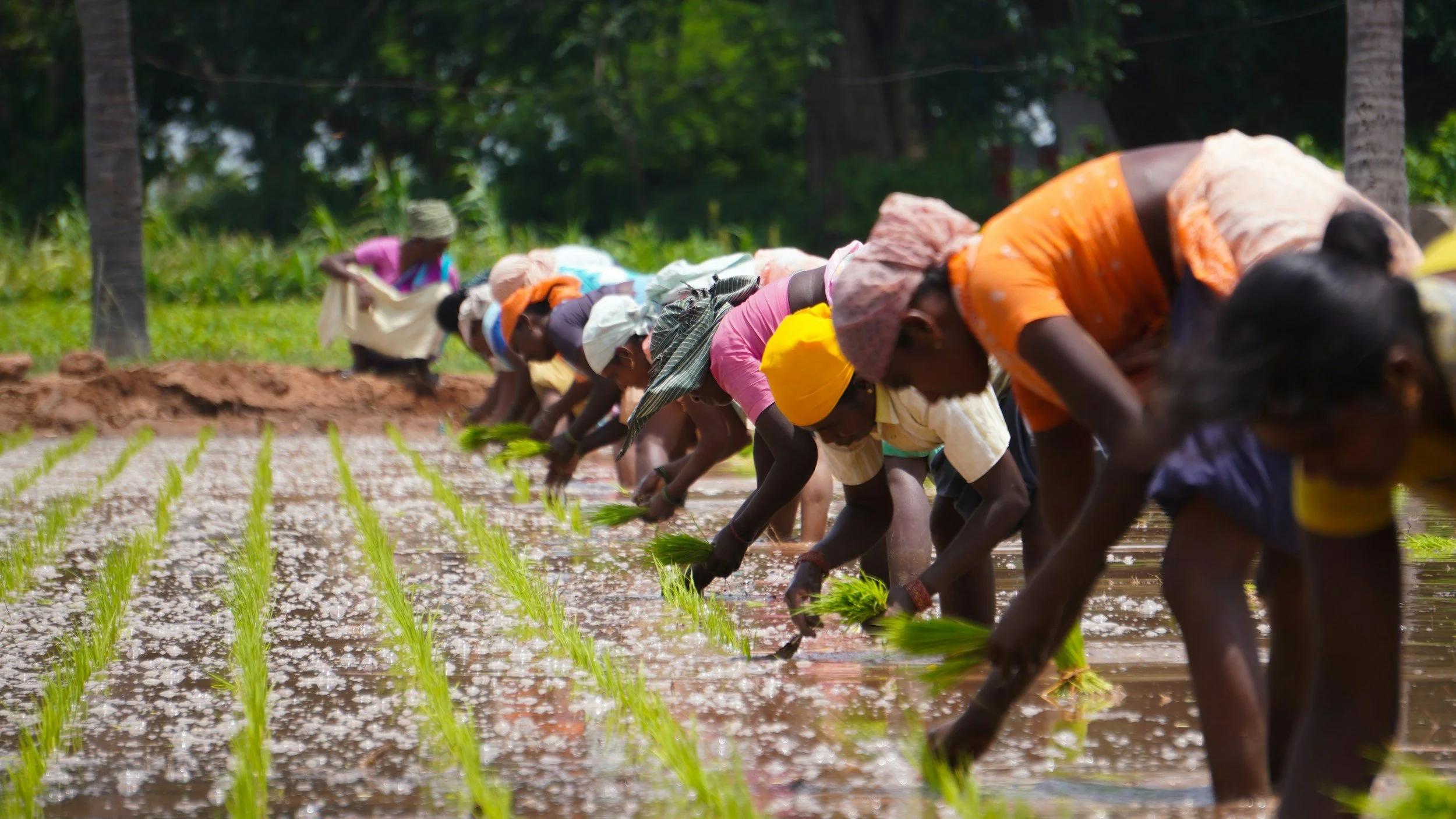 Group of women planting rice in flooded field, all wearing headscarves and working together.