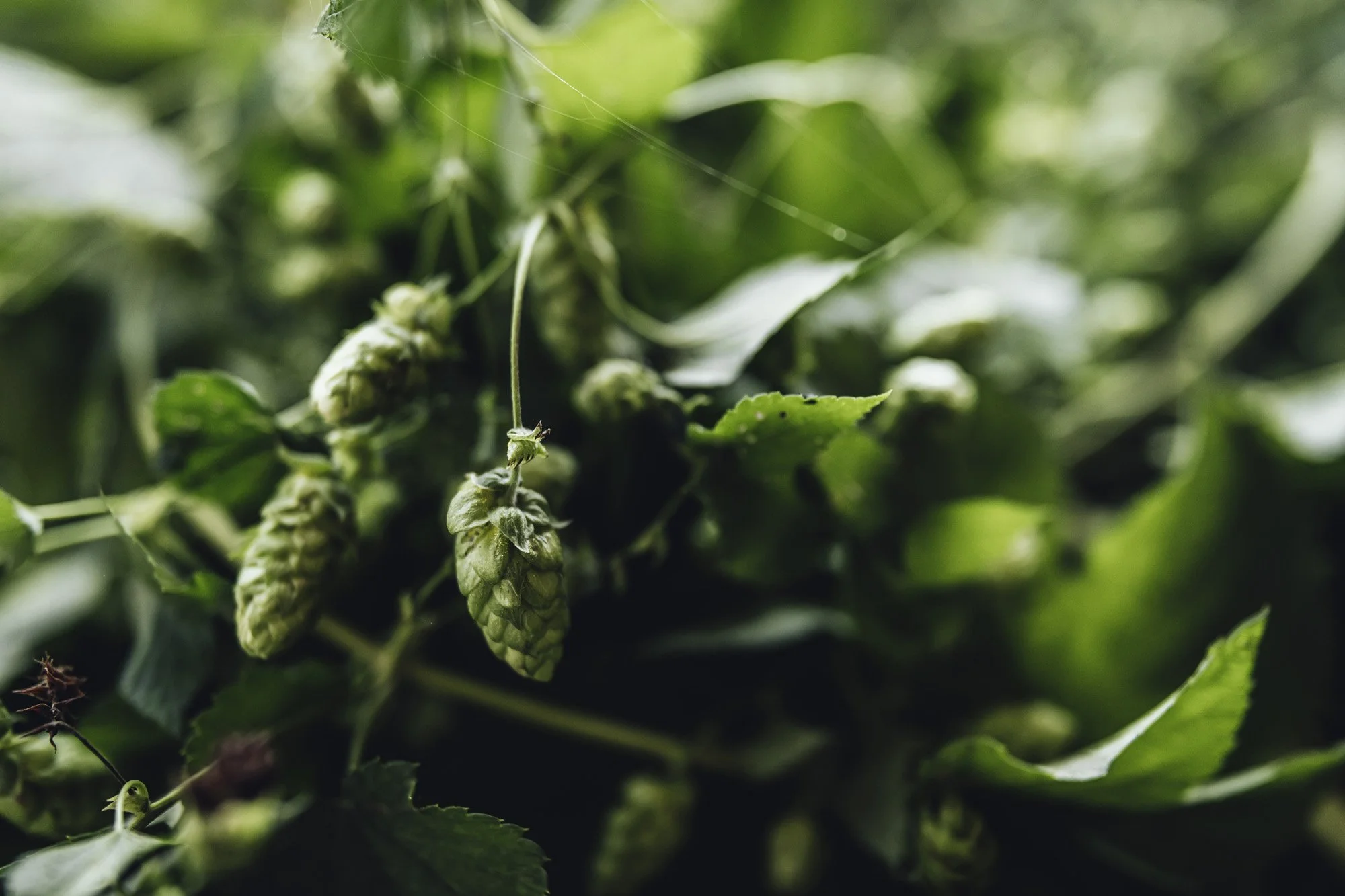 uebler_green_product_hops__003.jpg