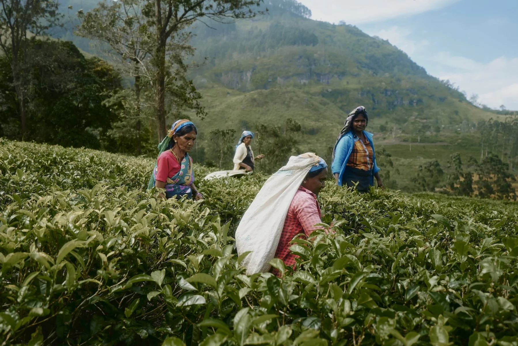 1_teepflückerin-teapicker-handarbeit-handwork-korb-basket-tee-tea-tradition-tradition-sri lanka-srilanka.jpg