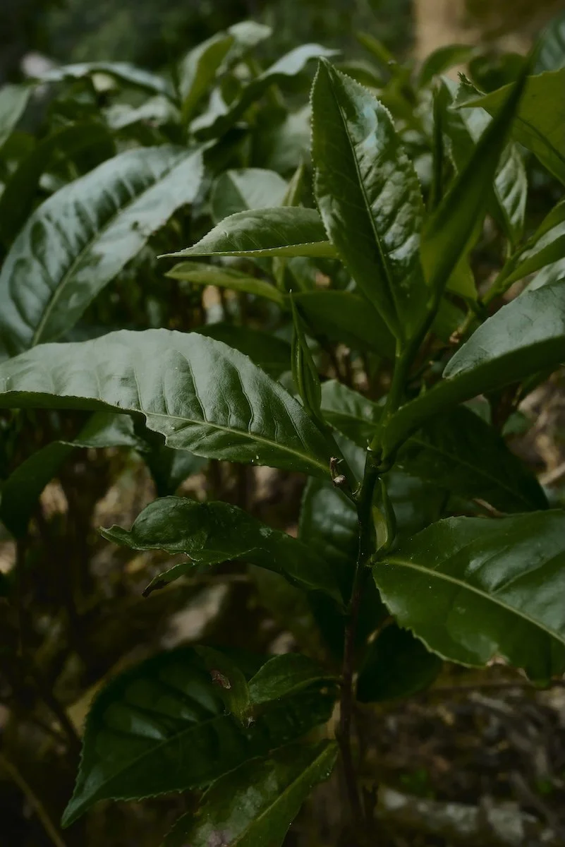 teeblätter-tealeaves-grüntee-greentea-frisch-fresh-pflanze-plant-ernten-harvest-detailaufnahme-closeup.jpg