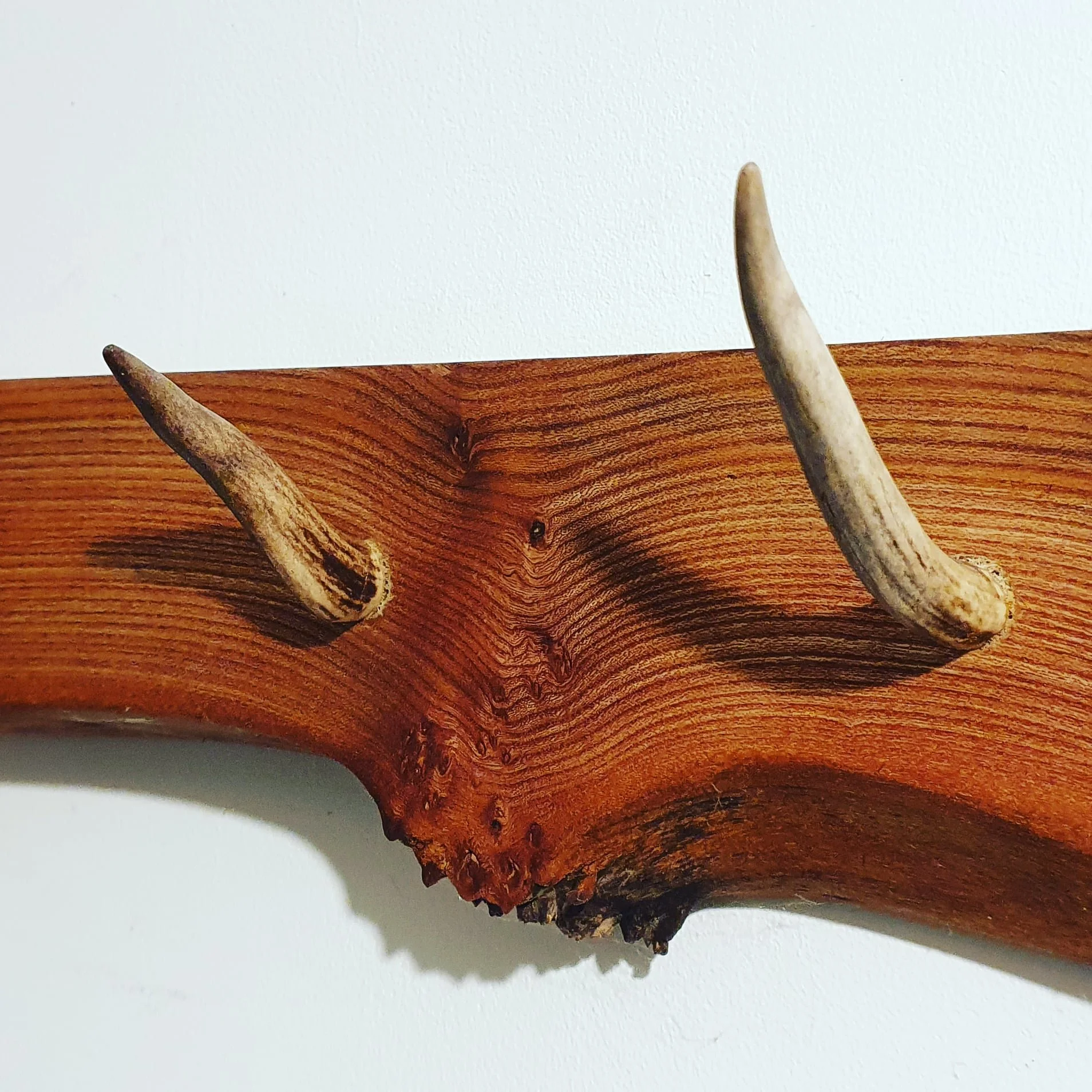 Elm and Antler coat rack 2.jpg