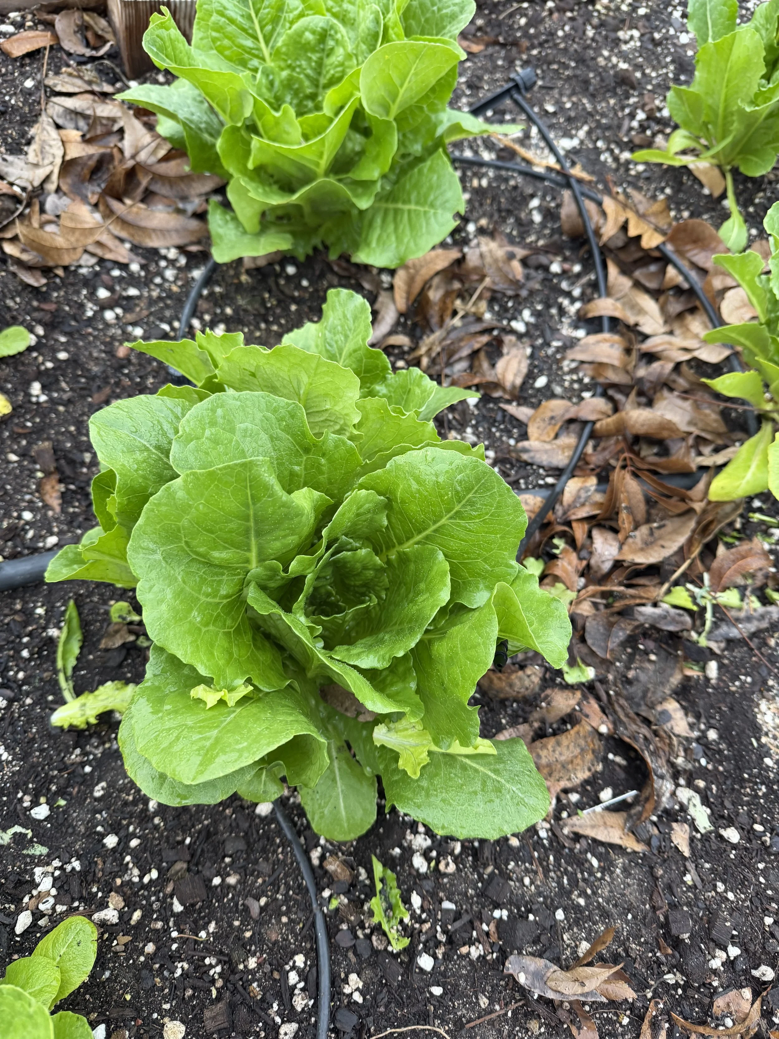 Butter Lettuce