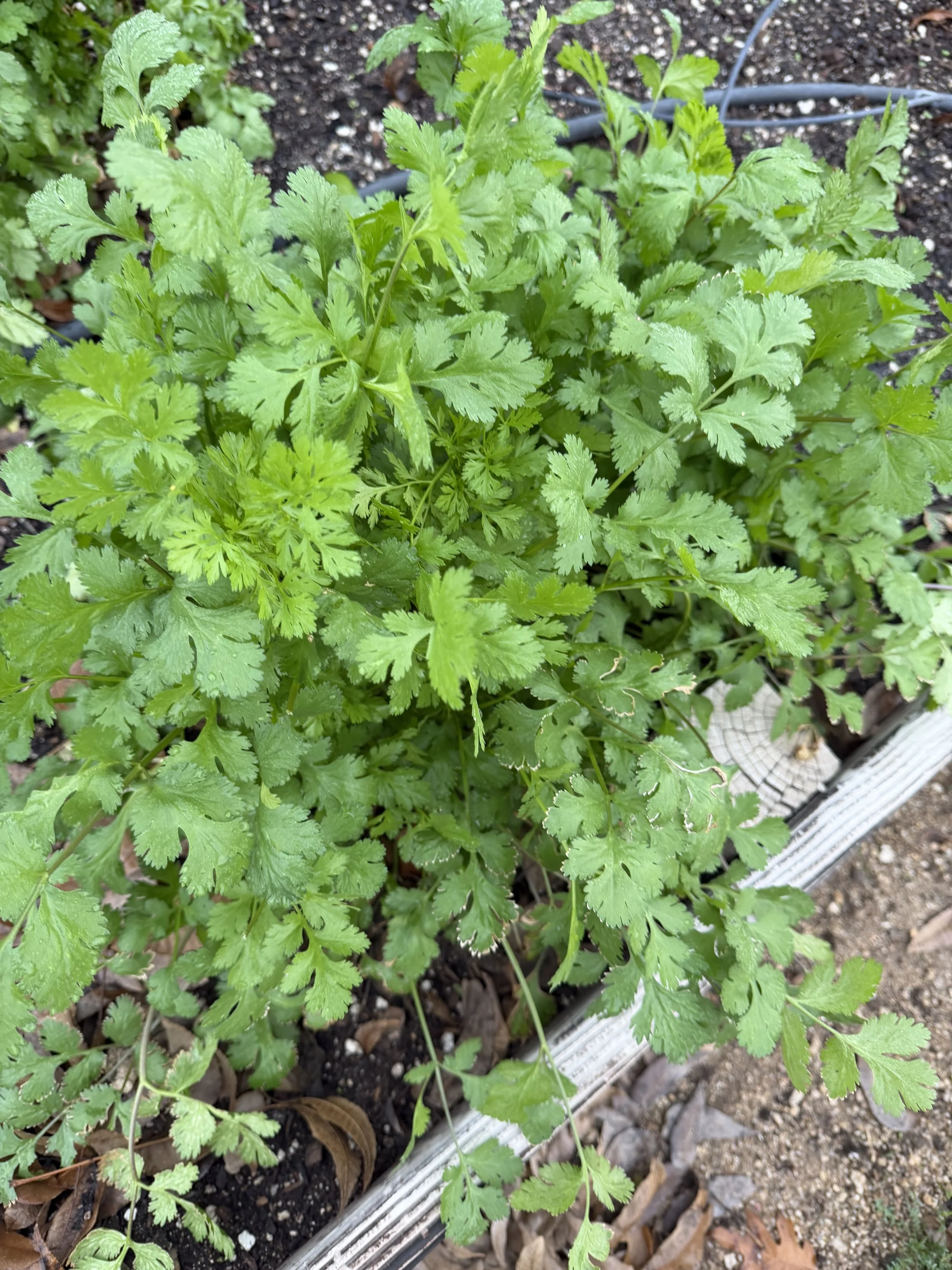 Cilantro