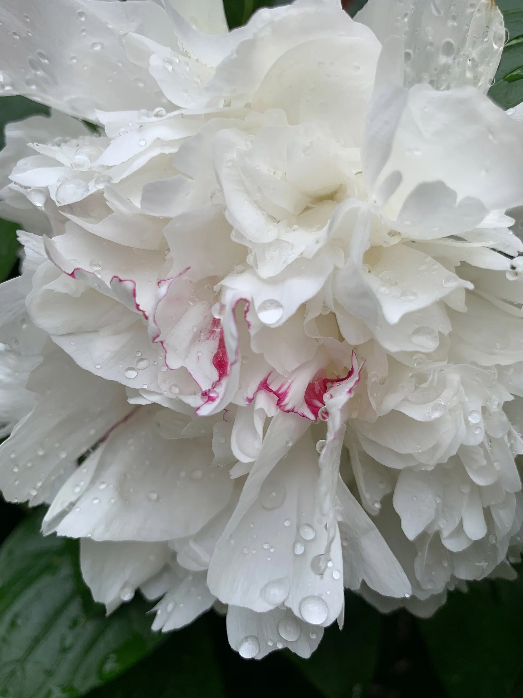 Close-up of a white peony flower with water droplets on its petals, featuring hints of pink along the petal edges.