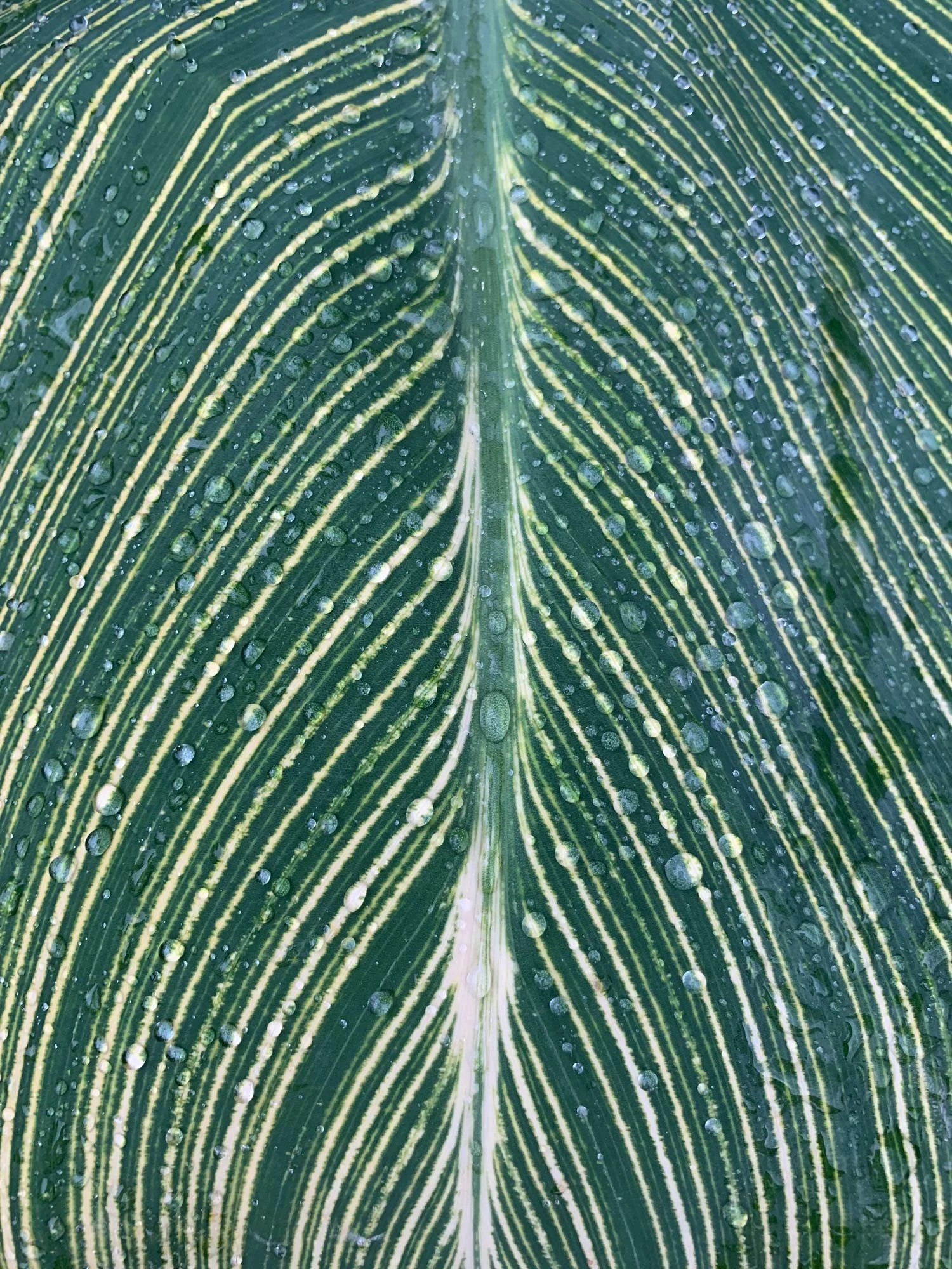 Close-up of a green leaf with yellow veins and water droplets on its surface.