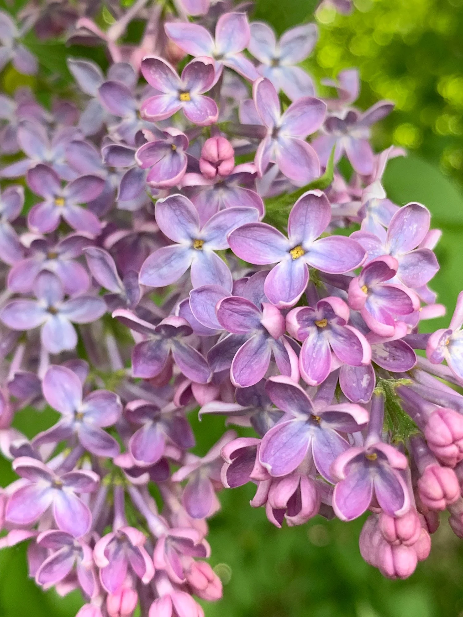 Close-up of a cluster of pink and purple lilac flowers with green background.
