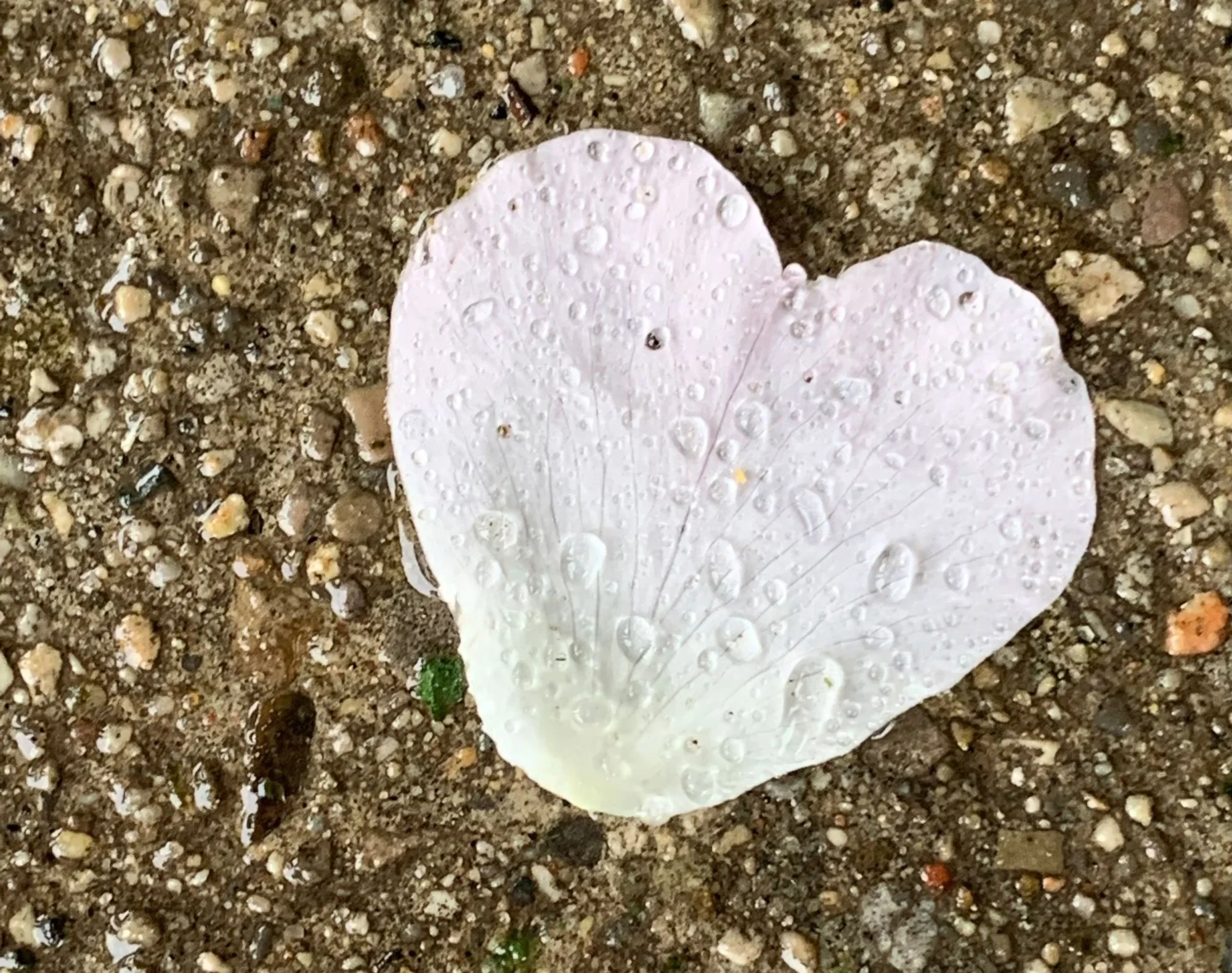 A white flower petal with water droplets on it, lying on sandy ground.