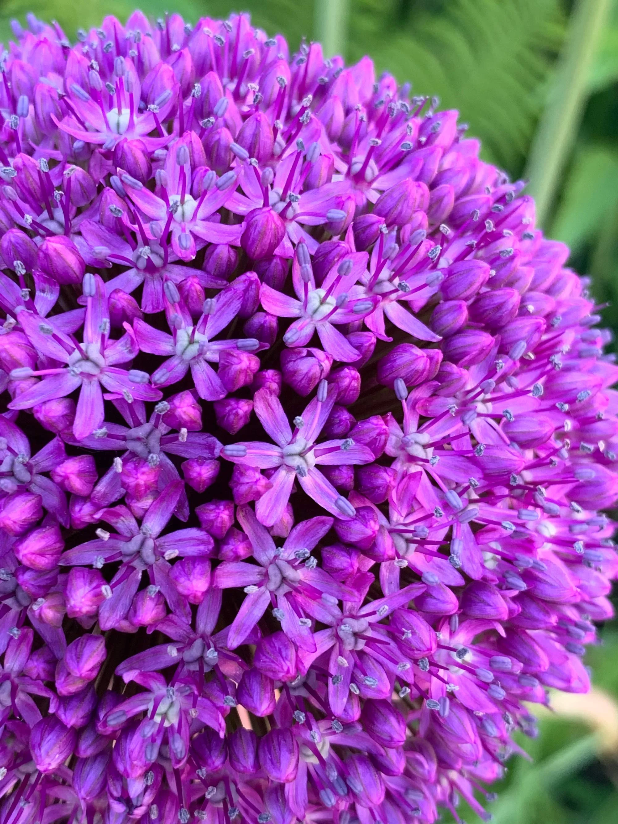 Close-up of a purple allium flower with tiny star-shaped blossoms.