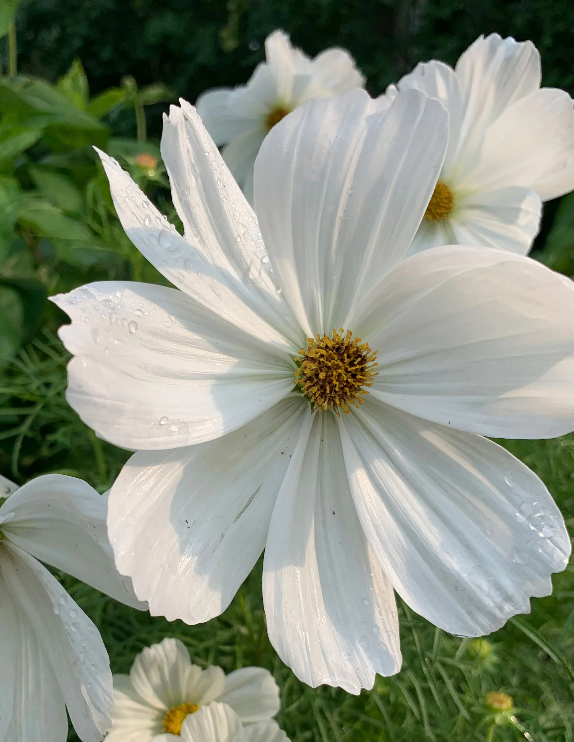 Close-up of a white flower with yellow center and water droplets on the petals, with similar flowers and green foliage in the background.
