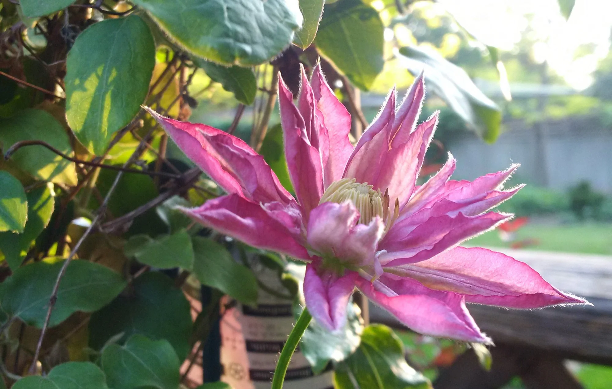 Pink and white clematis flower blooming among green leaves with sunlight in the background.