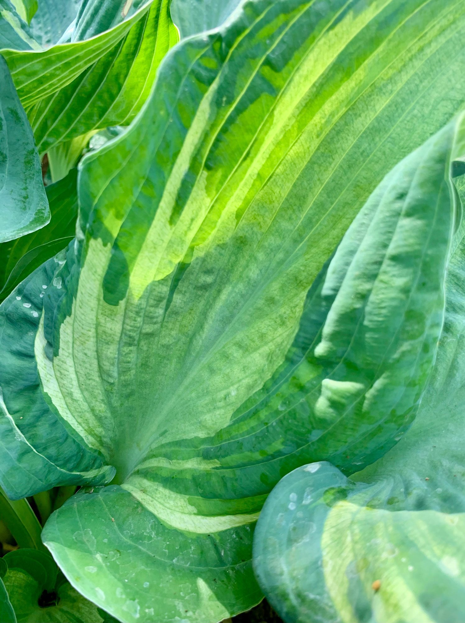 Close-up of large, green, leafy hosta with variegated leaves in shades of green and yellow.