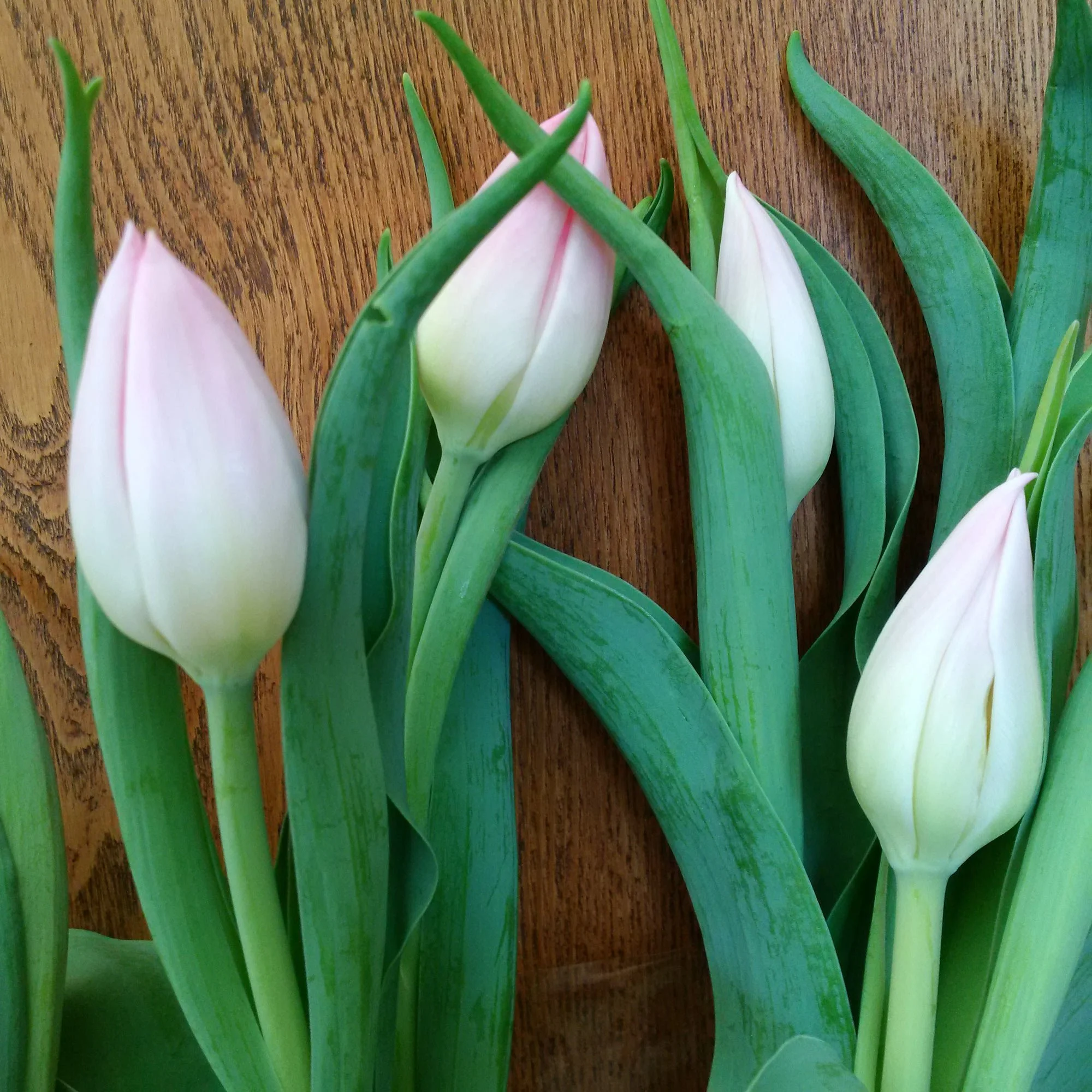 Close-up of white tulip buds with green leaves against a wooden background.
