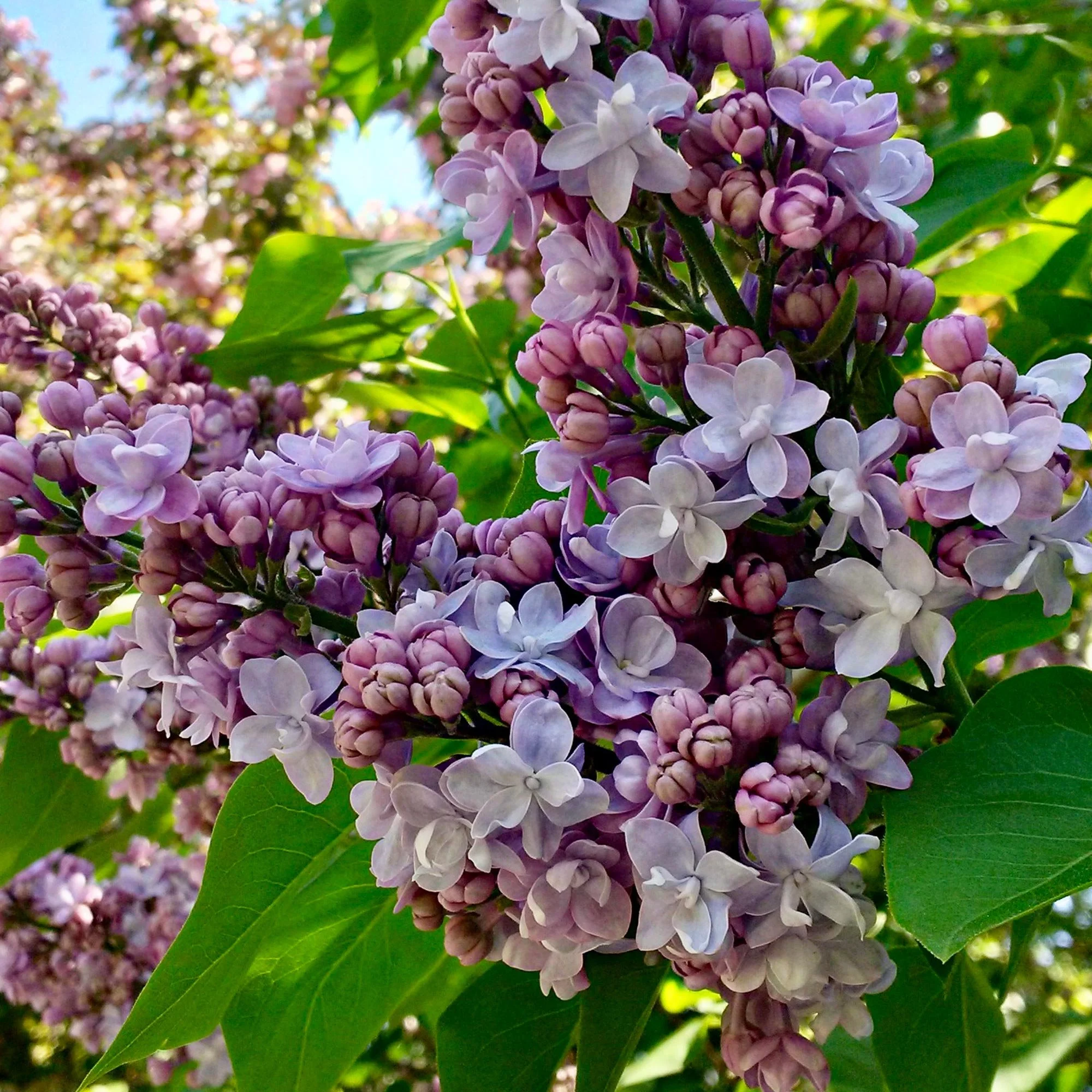 Close-up of purple and white lilac flowers blooming on a branch with green leaves in the background.
