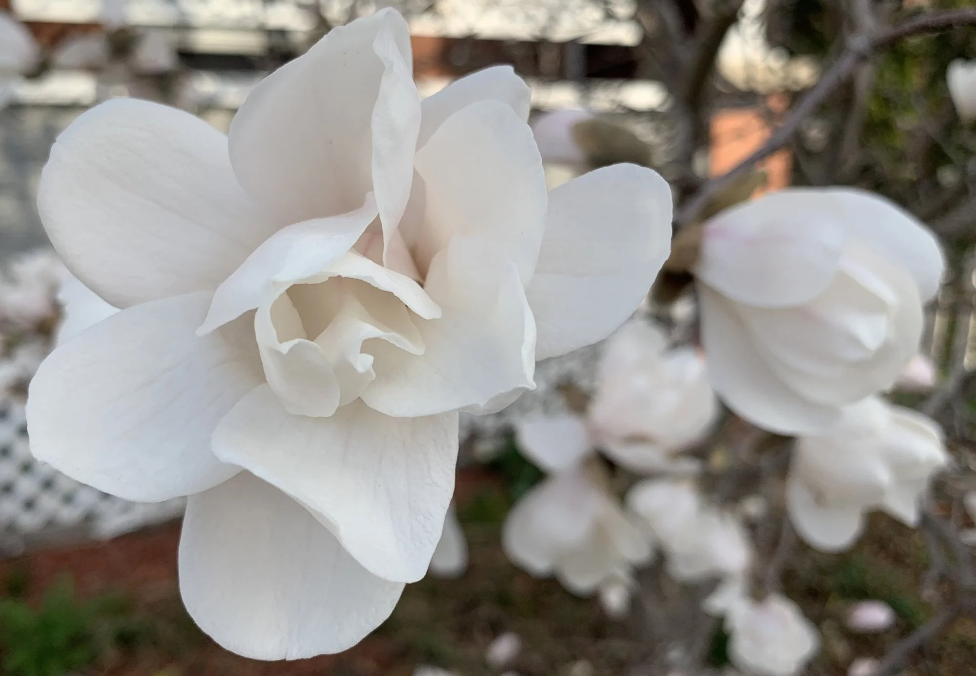 Close-up of white magnolia flowers on a tree branch.