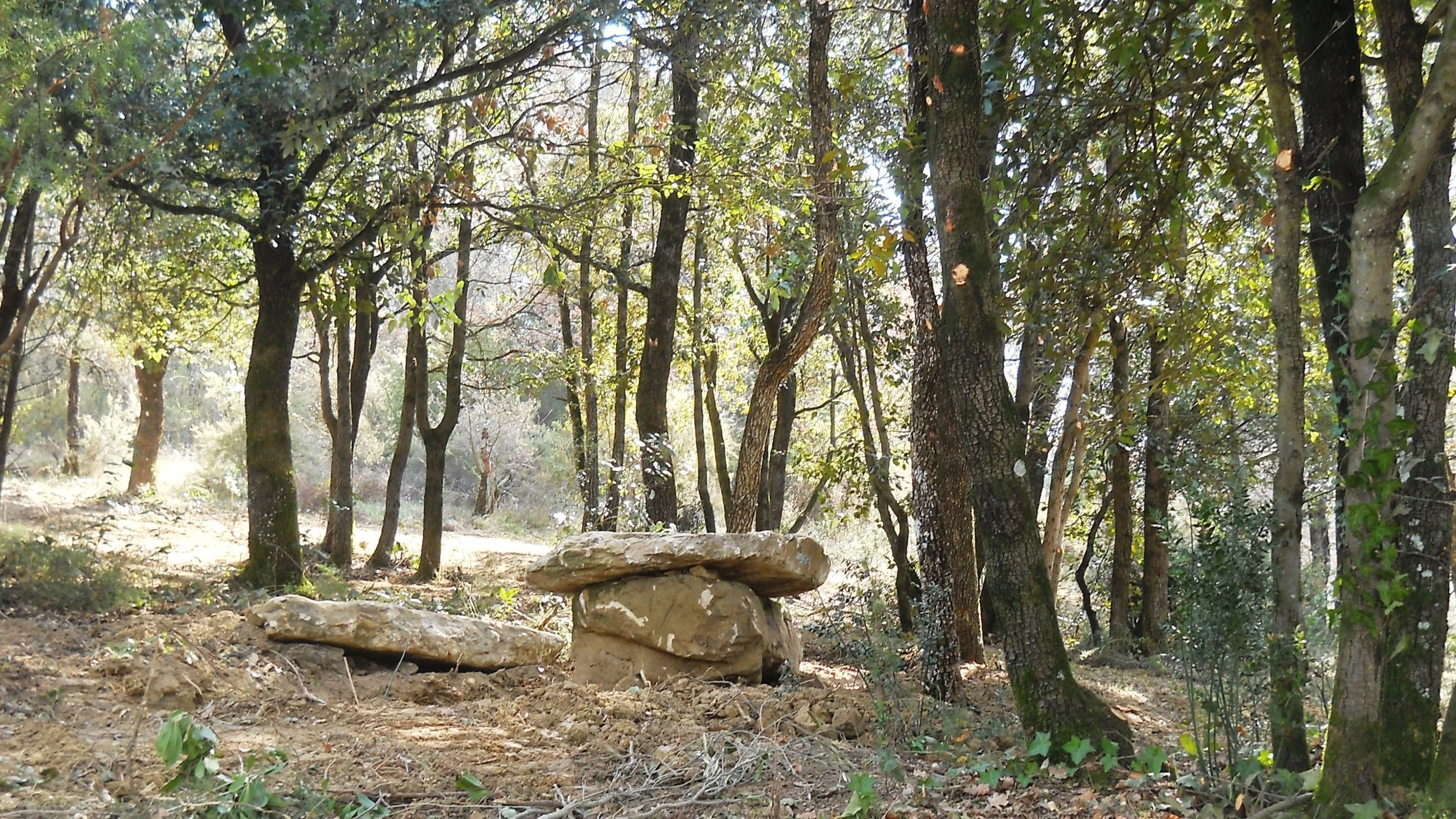 Favola Umbra - The Woods