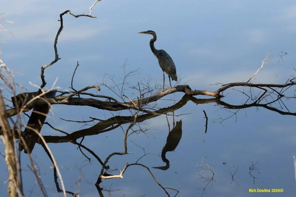 A heron standing on a branch over water with a reflection of the bird and branch in the water.
