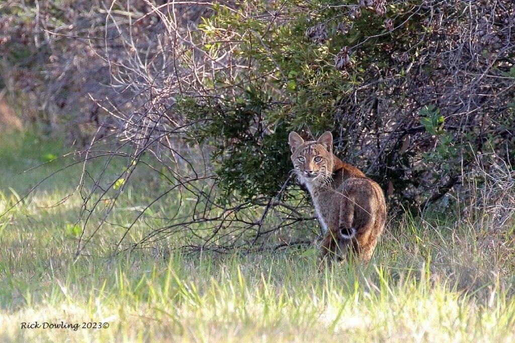 A bobcat standing in tall grass beside a large bush with thin, leafless branches and some green leaves.