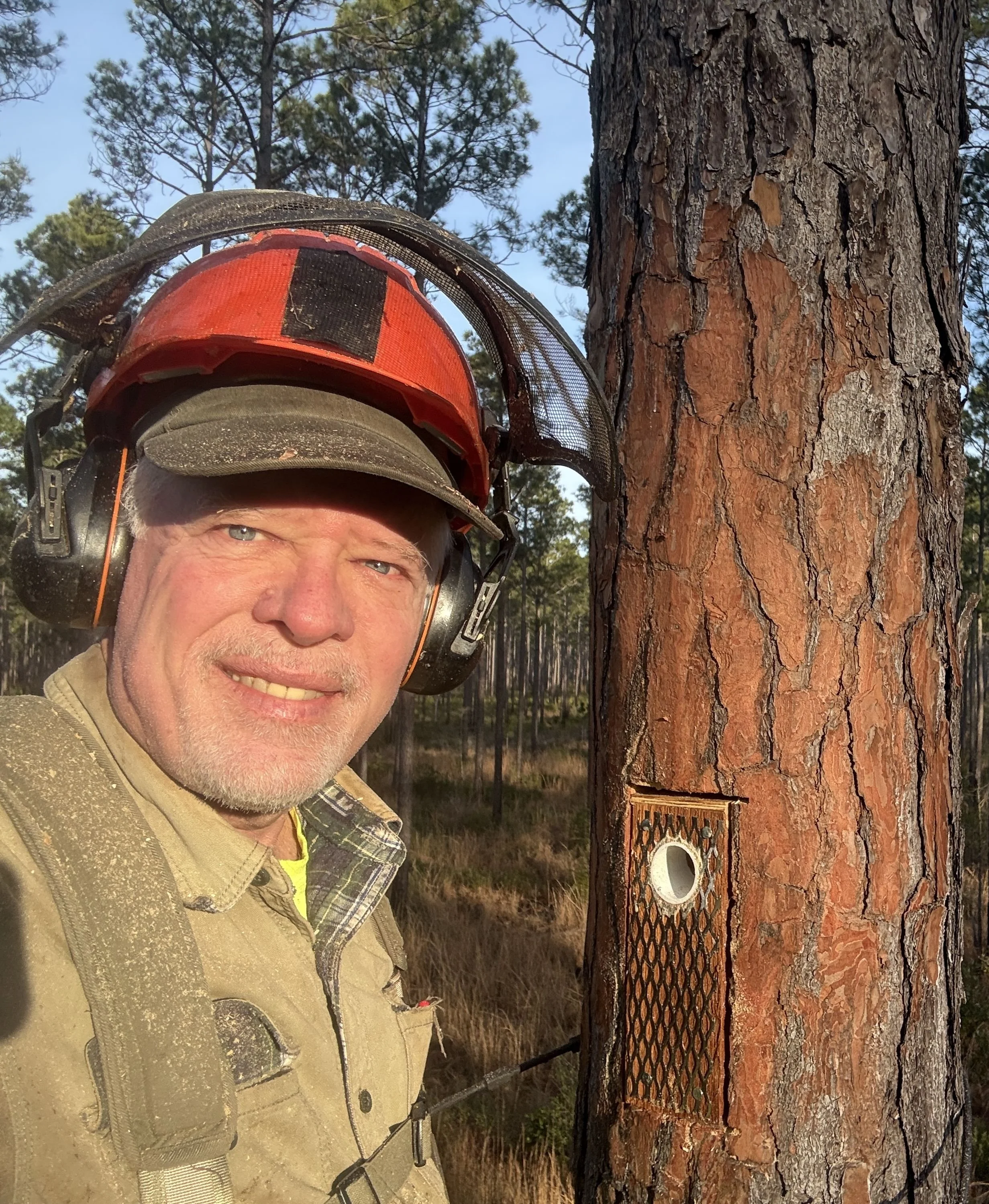A man in forestry gear wearing protective helmets and earmuffs, smiling next to a tree with a camera trap mounted on it in a forest.