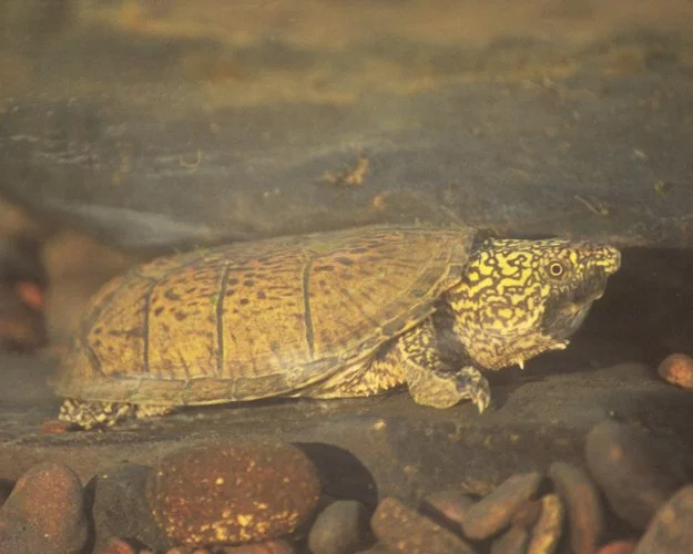 A small yellow and black patterned turtle resting on the ground among rocks.