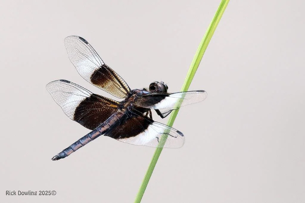 Close-up of a dragonfly perched on a thin green stem, showing detailed wings and body against a plain background.