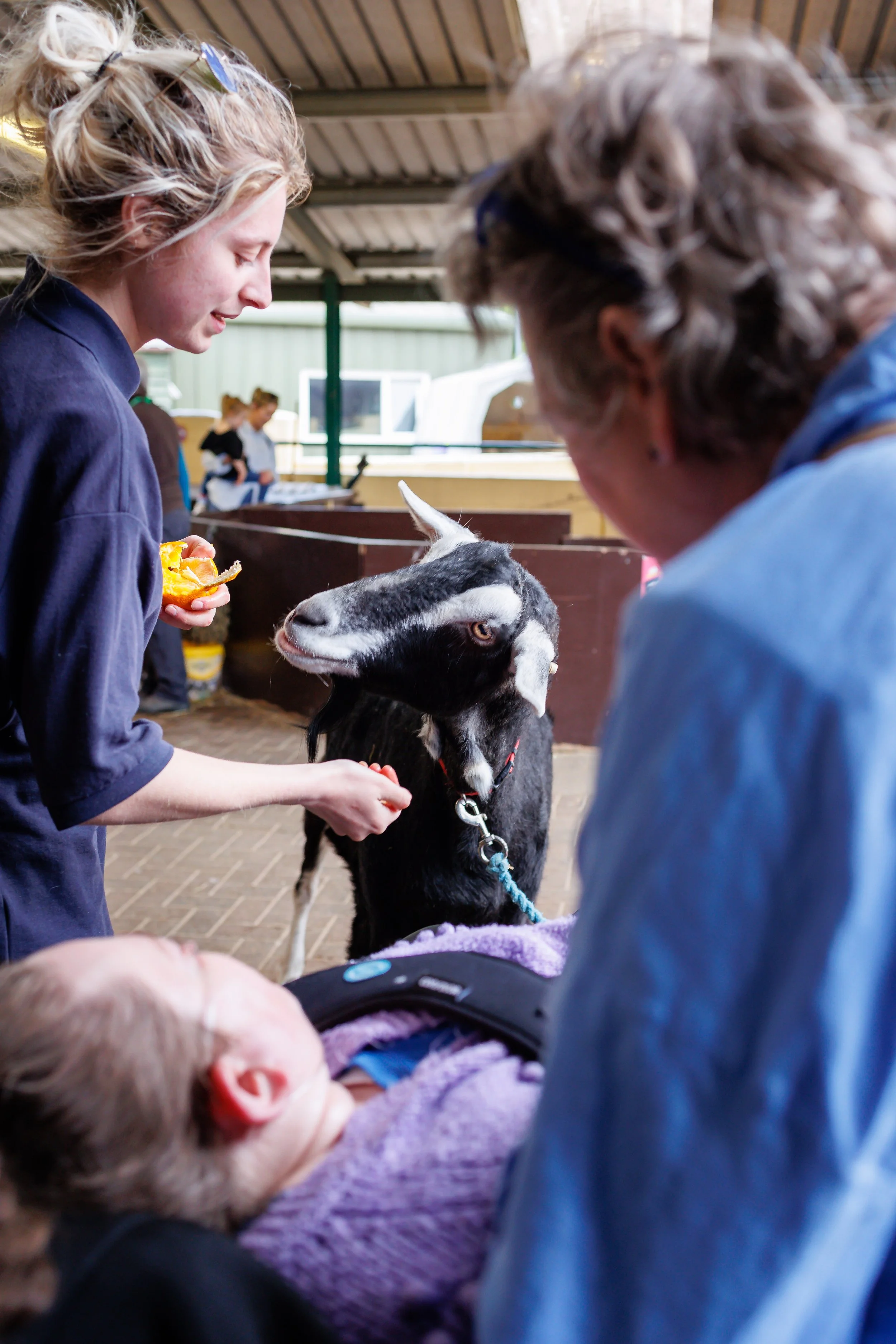 Two women and a child feed a black and white goat inside a barn at the Rare Breeds centre near Ashford. The child is lying in a wheelchair wearing a purple jacket. The barn has a wooden ceiling and other animals in the background.