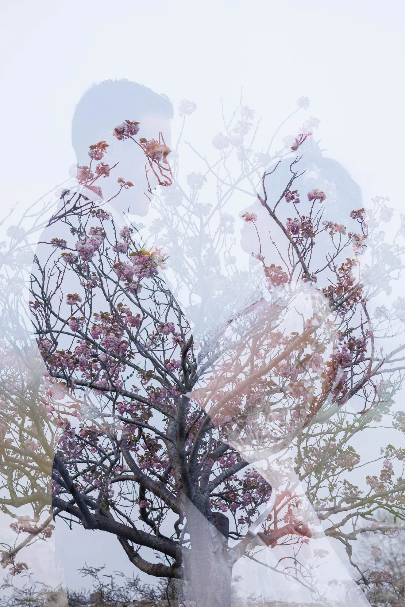 Double exposure photo of a man and woman with a blooming cherry blossom tree.