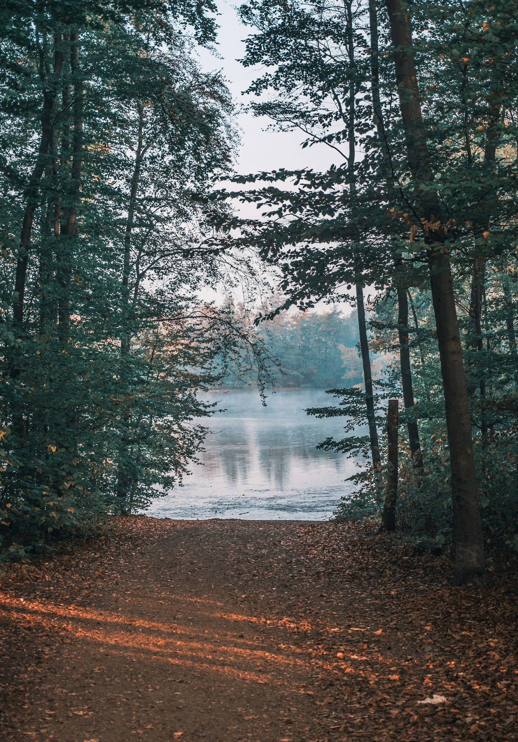 A peaceful woodland scene with trees opening out onto a body of water.