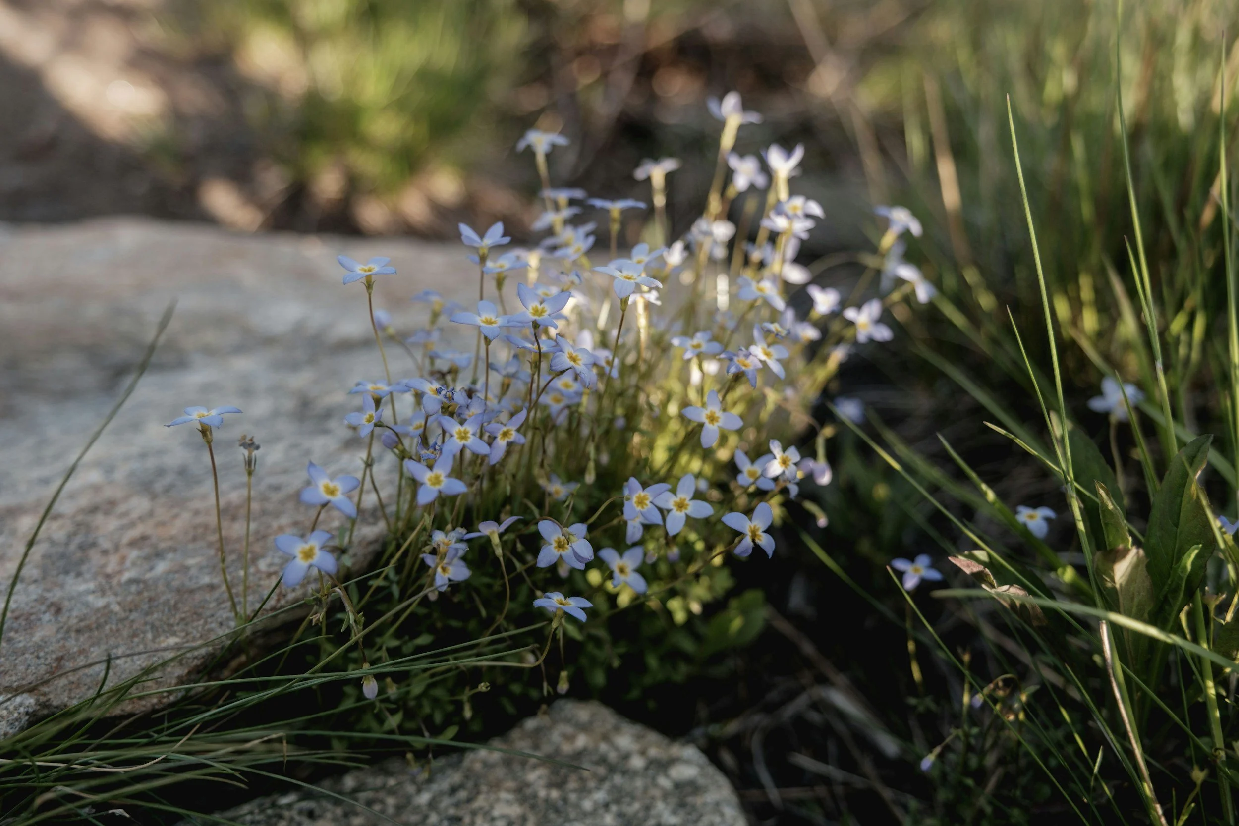 Delicate blue forget-me-not flowers growing in a field beside a rock.