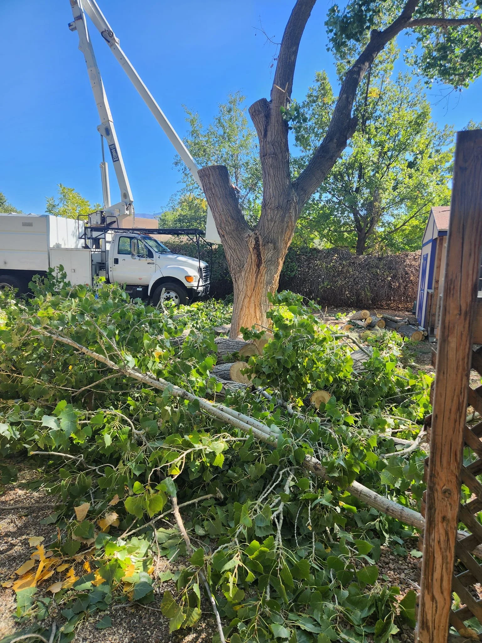 Tree Trimming and Removal