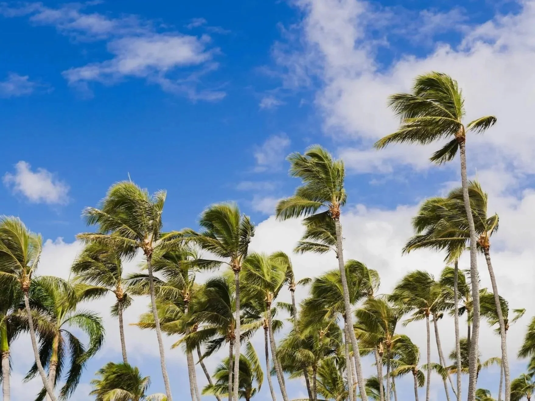 Hawaii Coffee Company