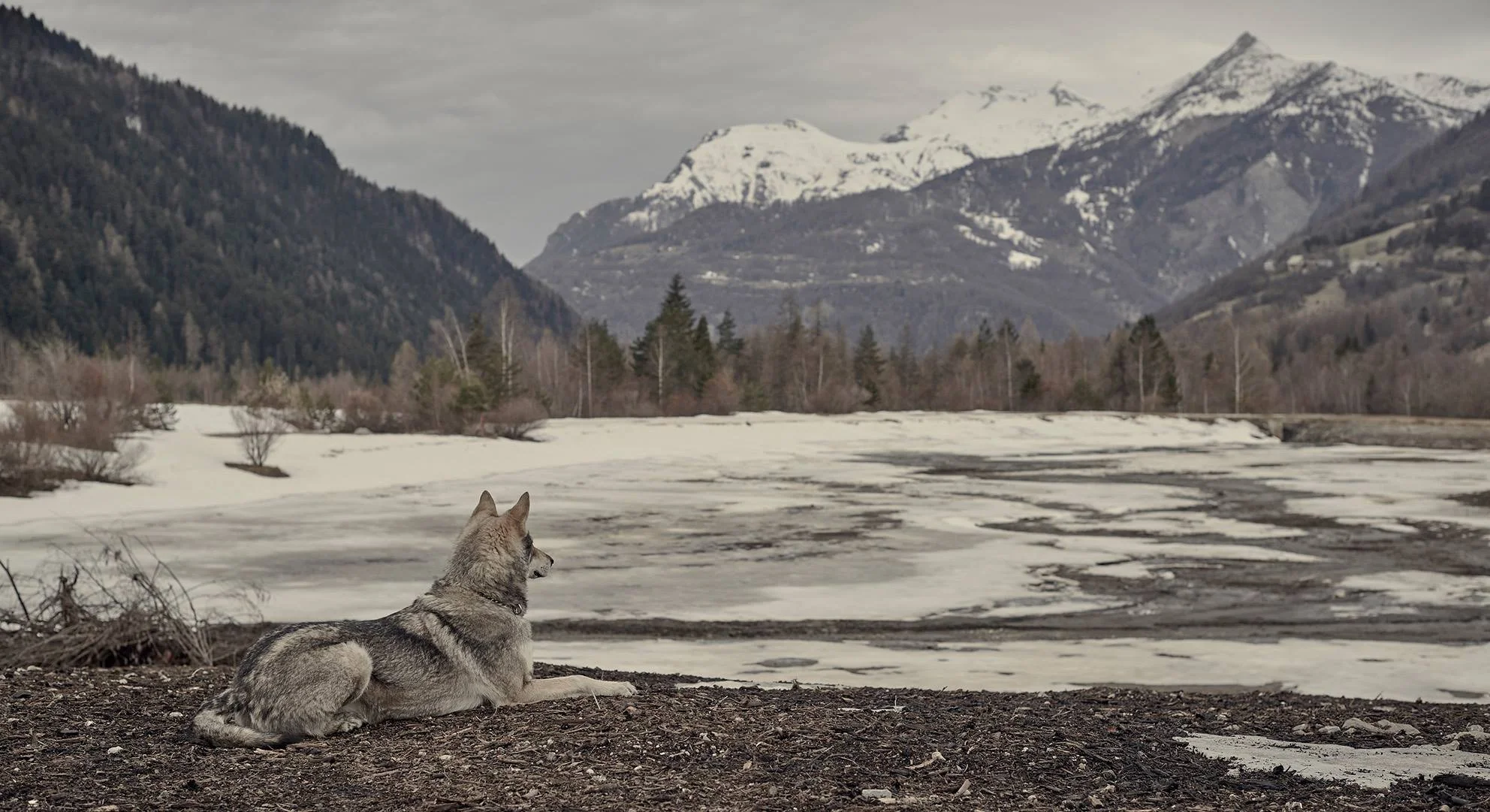 Un chien-loup de Saarloos allongé sur le sol près d'une rivière en glace dans un paysage de montagnes enneigées et de forêts, sous un ciel nuageux.