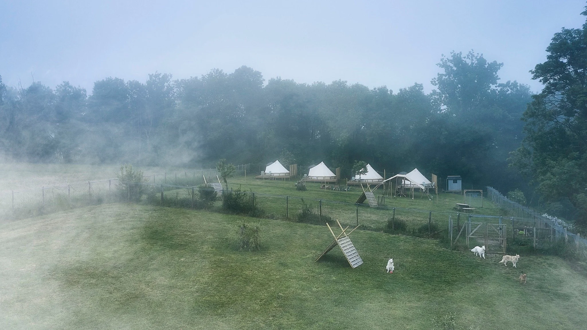 Champs avec des tentes blanches, des jeux pour chiens, des chiens et un environnement verdoyant avec des arbres en arrière-plan et une atmosphère brumeuse.