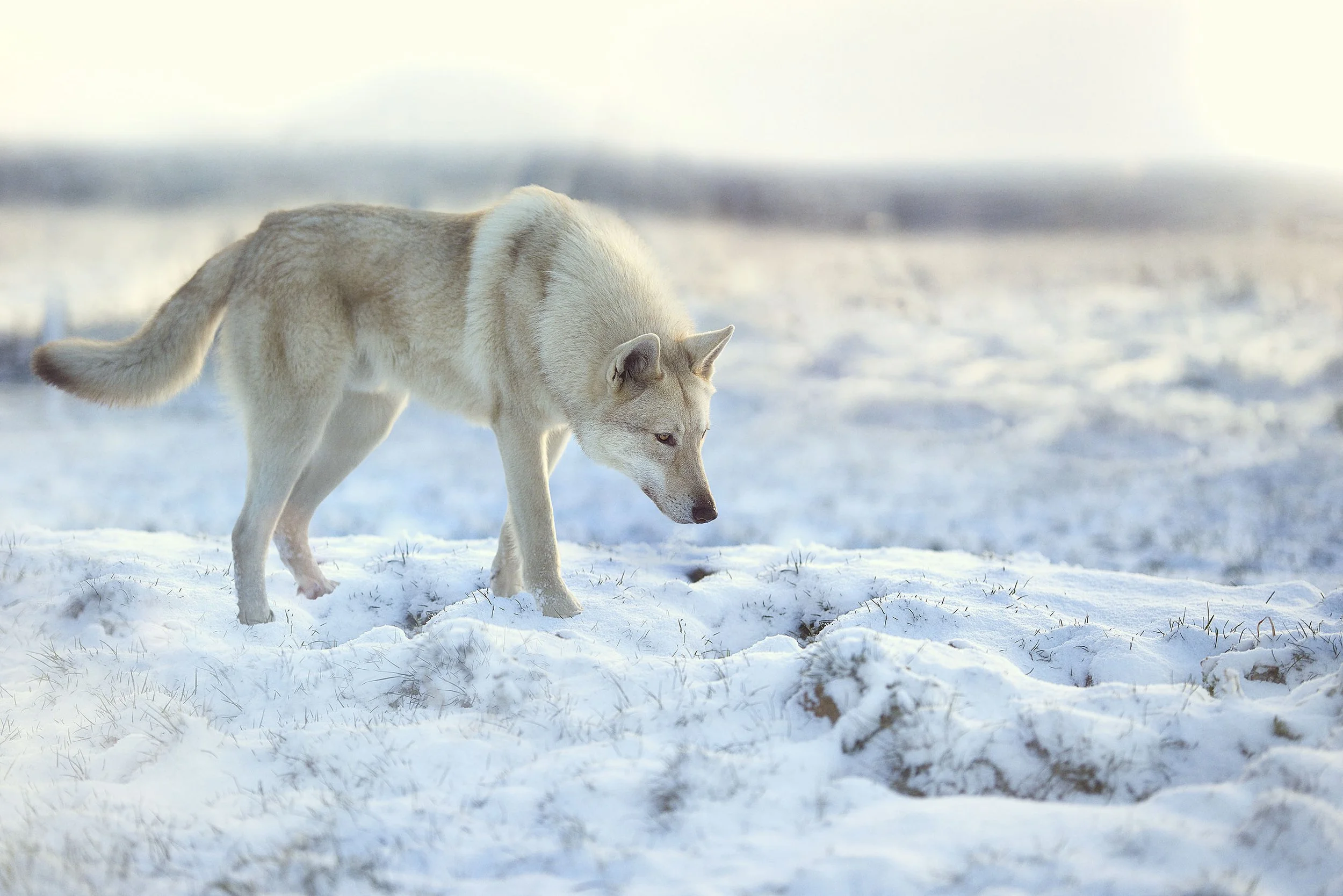 Un chien-loup de Saarloos dans un paysage enneigé.