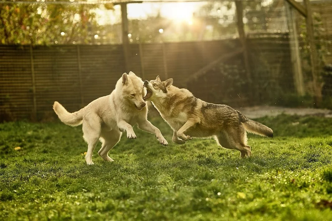 chien-loup de Saarloos qui jouent ensemble dans un jardin ensoleillé.