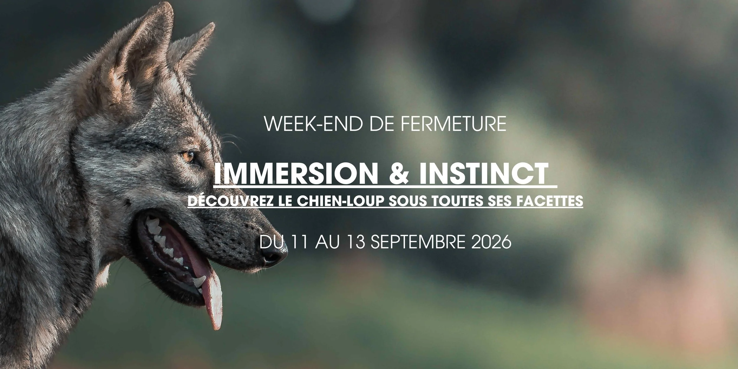 Immersion &amp; instinct - découvrez le chien-loup sous toutes ses facettes