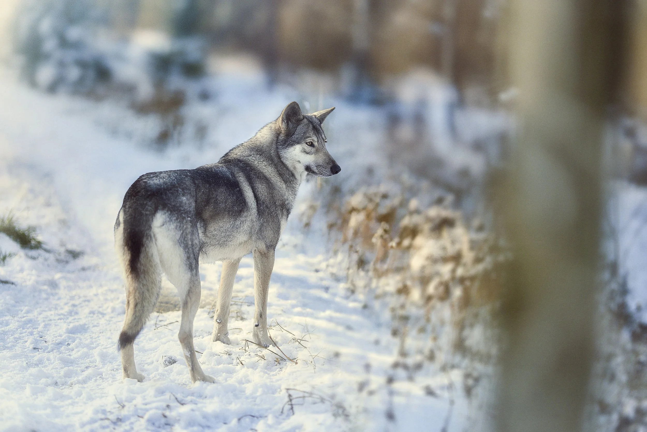 Un chien-loup de Saarloos se tient dans la neige, regardant à droite, avec des arbres et un ciel en arrière-plan.