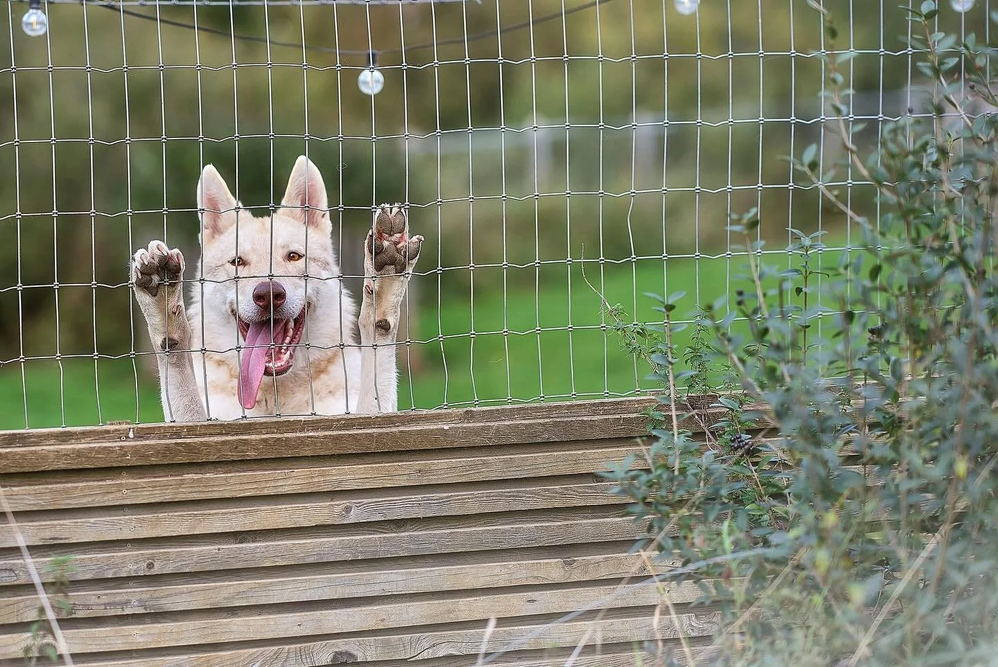 chien-loup de Saarloos derrière une clôture en treillis de fil métallique, tirant la langue, avec des végétaux sur le côté droit.