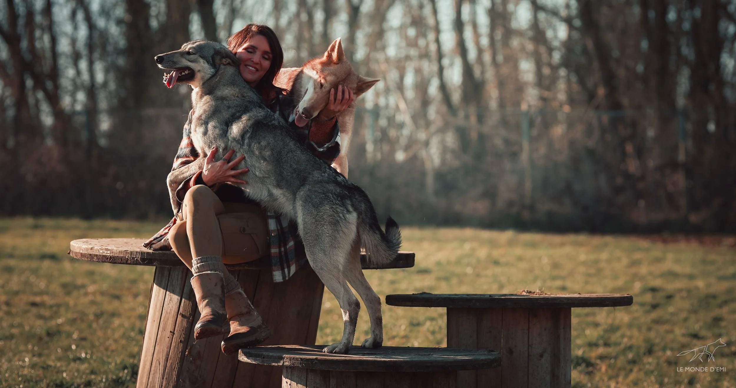 Une femme souriante embrasse deux chien-loup de Saarloos dans un parc en forêt, pendant l'automne.