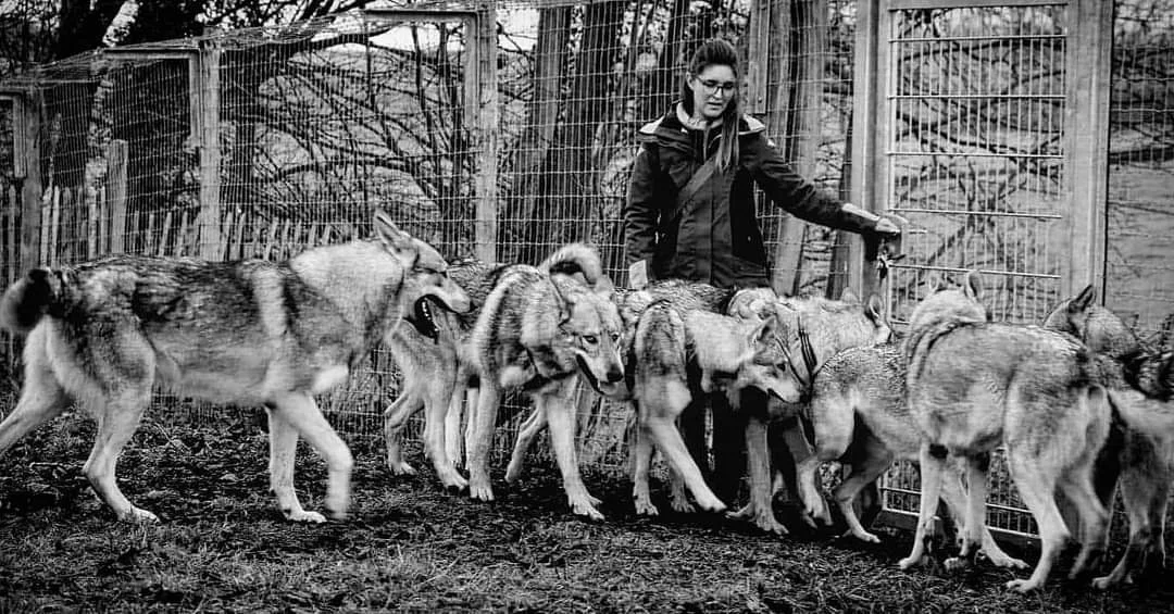 Une femme avec plusieurs chien-loup de Saarloos dans un enclos en bois, en cage.