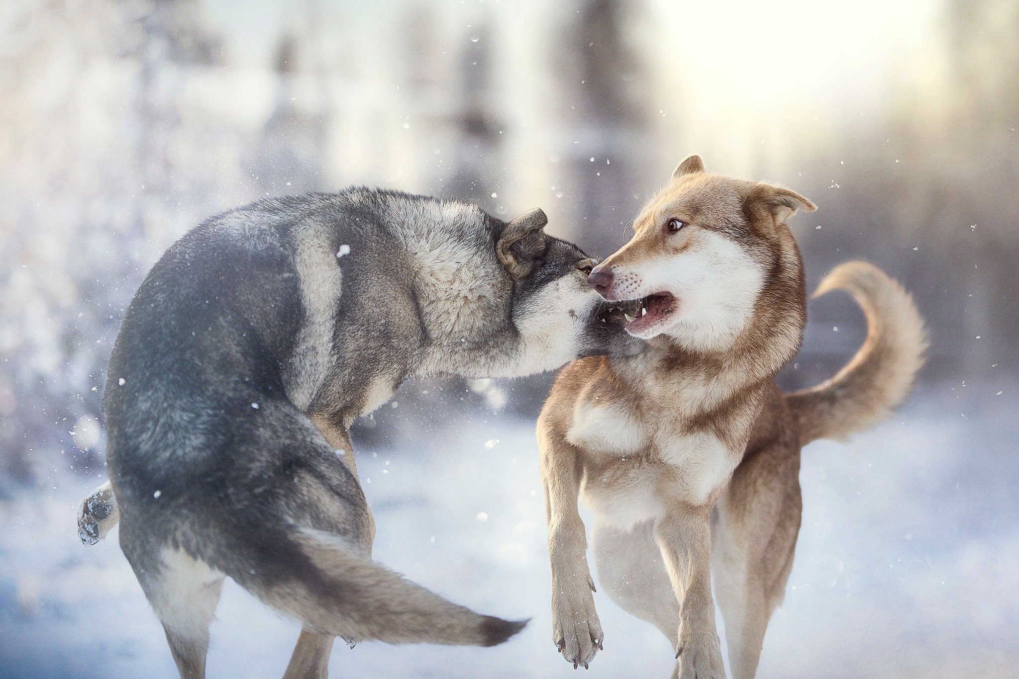 Deux chien-loup de Saarloos jouent dans la neige dans un paysage hivernal.