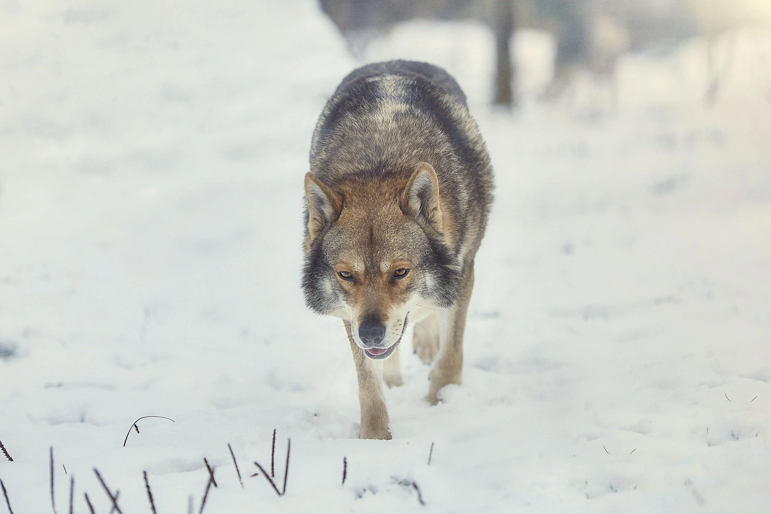 Un chien-loup de Saarloos marchant dans la neige, regardant fixement vers l'avant avec un regard intense.