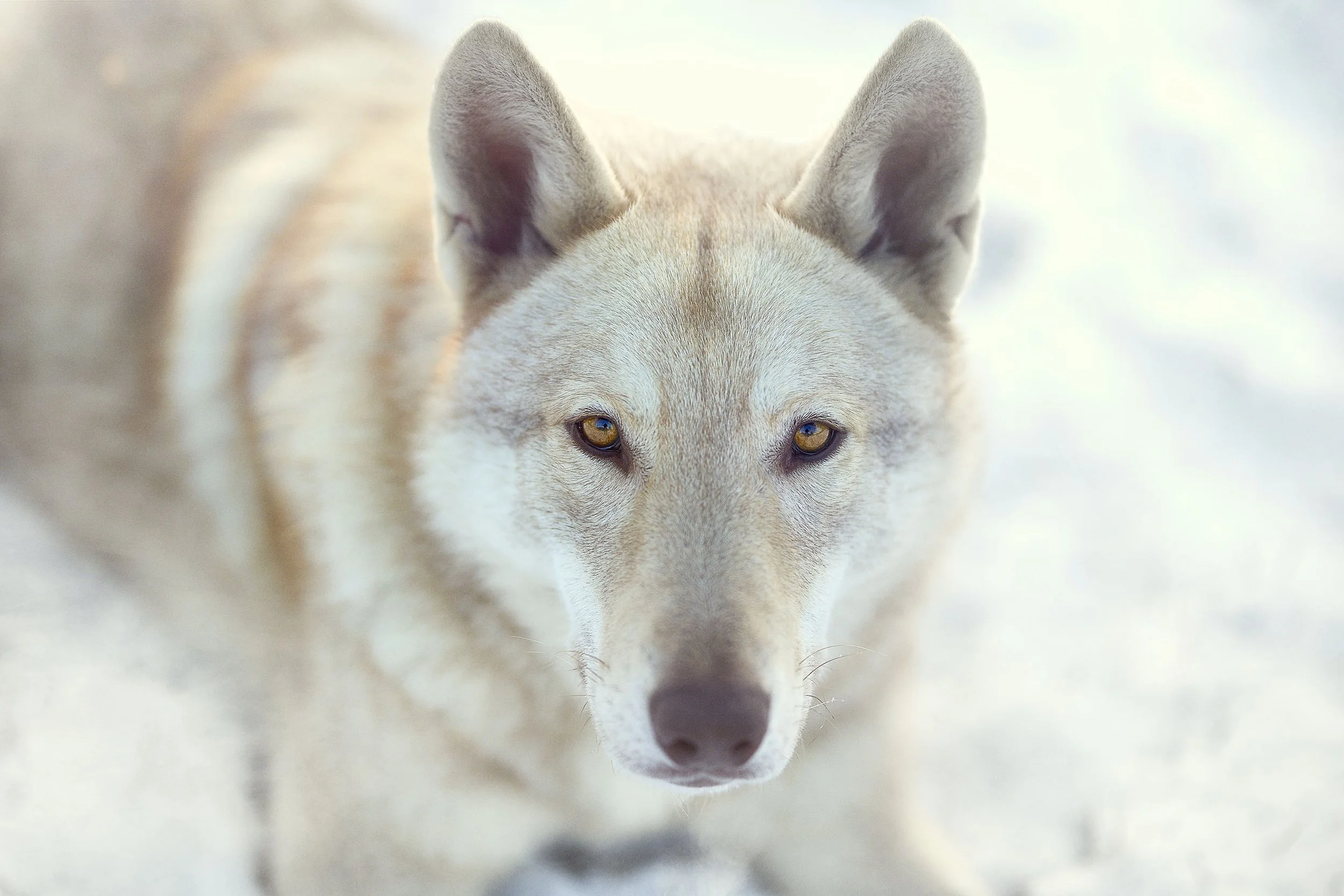 Un chien-loup de Saarloos regardant fixement la caméra, avec un fond flou.