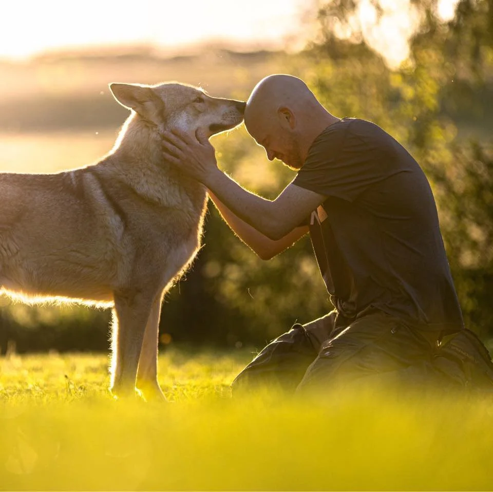 Homme agenouillé devant un chien-loup de Saarloos leur tête presque en contact, dans un environnement en plein air au coucher du soleil.