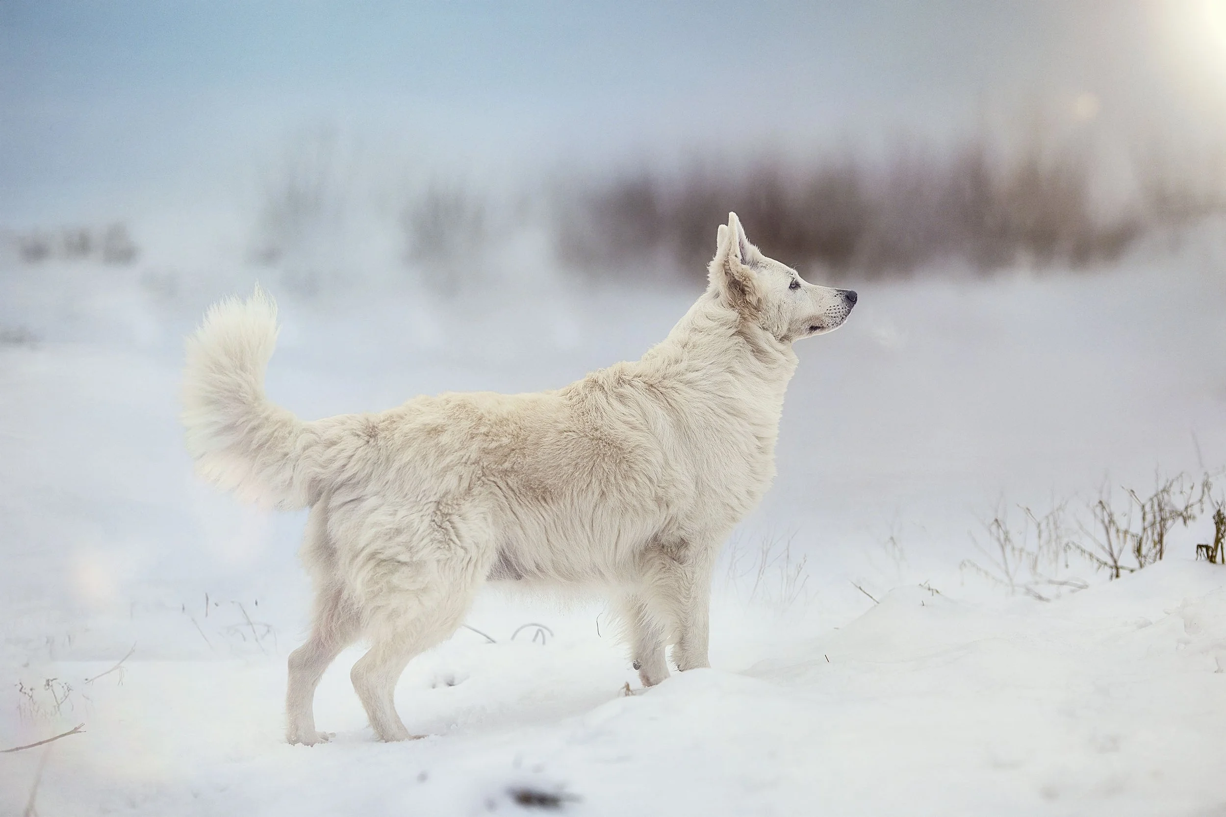 Un chien blanc dans la neige, regardant au loin, dans un paysage hivernal calmes et enneigé.