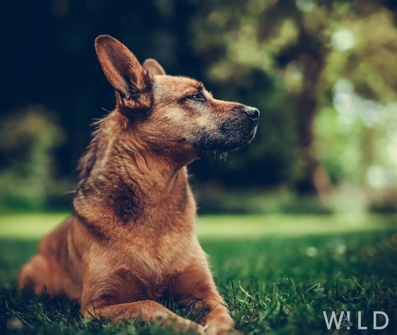 Un chien de race berger allemand assis dans un parc, regardant vers la droite, avec un arrière-plan flou d'arbres verts.
