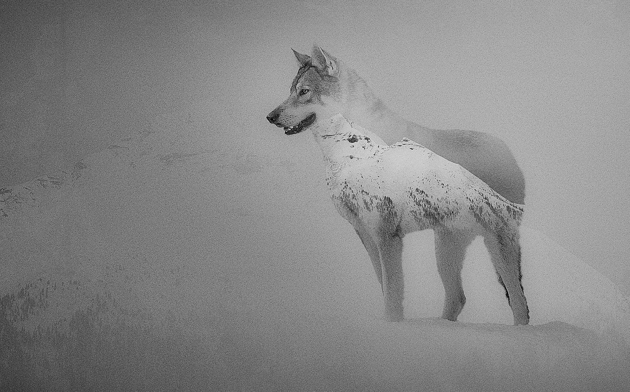 Un chien-loup de Saarloosdebout dans la neige, regardant vers la gauche.